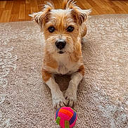 Tequila a rejoint le concours — aidez-le/la à gagner de superbes lots ! animal, black_nose, brown_fur, carpet, colorful_toy, dark_eyes, dog, floppy_ears, front_paws, furniture, indoor, living_room, pet, portrait, puppy, scruffy_fur, sitting, toy_ball, white_fur, wood_floor