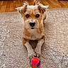 animal, black_nose, brown_fur, carpet, colorful_toy, dark_eyes, dog, floppy_ears, front_paws, furniture, indoor, living_room, pet, portrait, puppy, scruffy_fur, sitting, toy_ball, white_fur, wood_floor