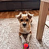 Tequila a rejoint le concours — aidez-le/la à gagner de superbes lots ! animal, ball, blanket, carpet, colorful_toy, crossed_paws, cute, dog, indoor, living_room, paws, pet, portrait, puppy, scruffy_dog, sitting, small_dog, sofa, table, toy