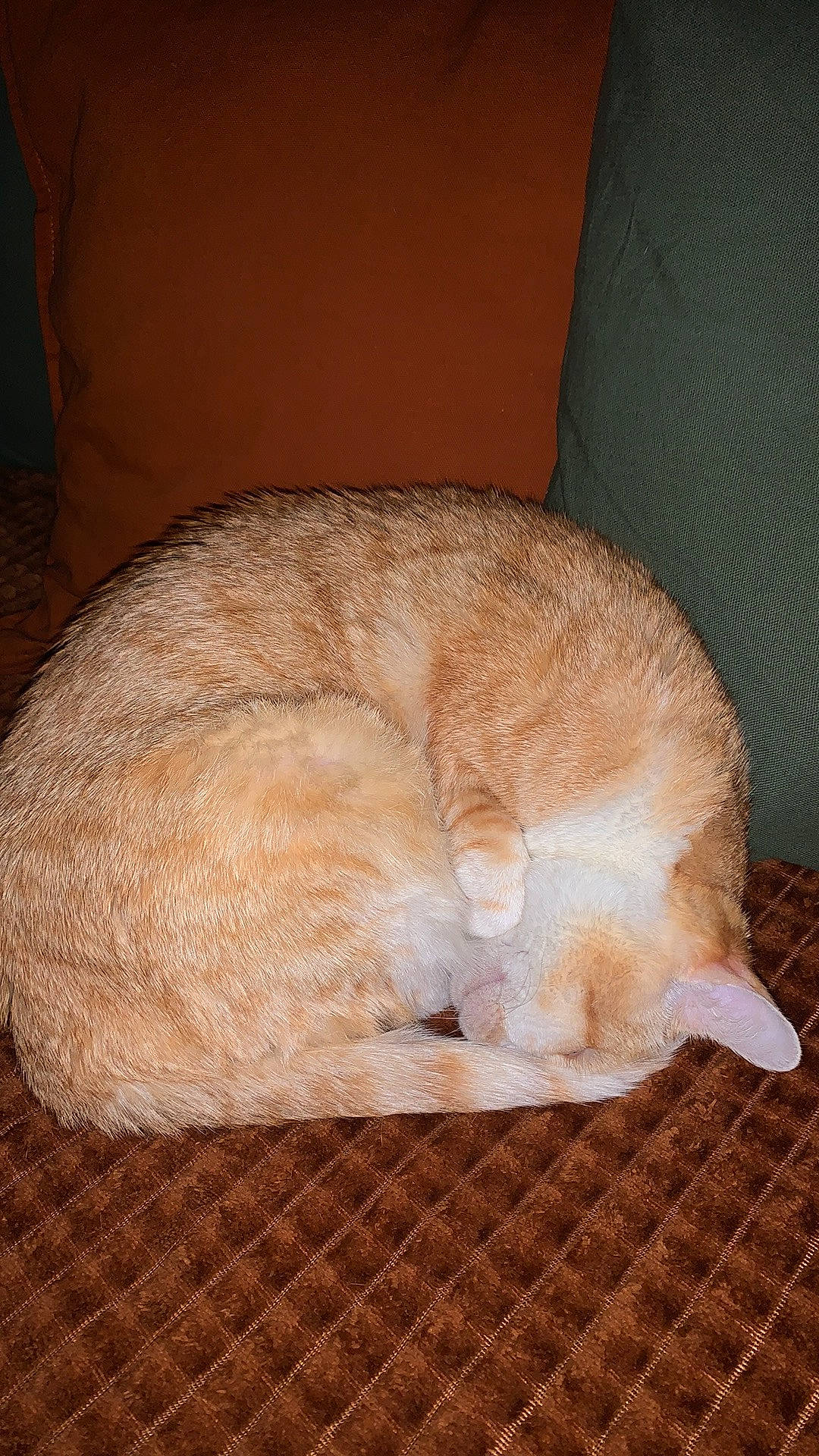 Rio a rejoint le concours — aidez-le/la à gagner de superbes lots ! canidae, carnivore, cat, cat_supply, claw, comfort, domestic_short_haired_cat, fawn, felidae, fur, linens, nap, paw, sleep, small_to_medium_sized_cats, snout, sporting_group, tail, whiskers, wood