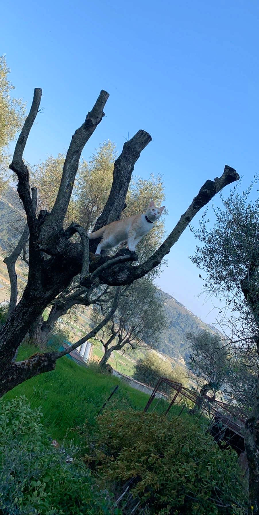 Rio participe au concours pour gagner de l'argent avec cette photo : art, biome, branch, environmental_art, grass, landscape, natural_landscape, natural_material, nature, plant, plant_stem, rock, sky, spring, tree, trunk, twig, wood