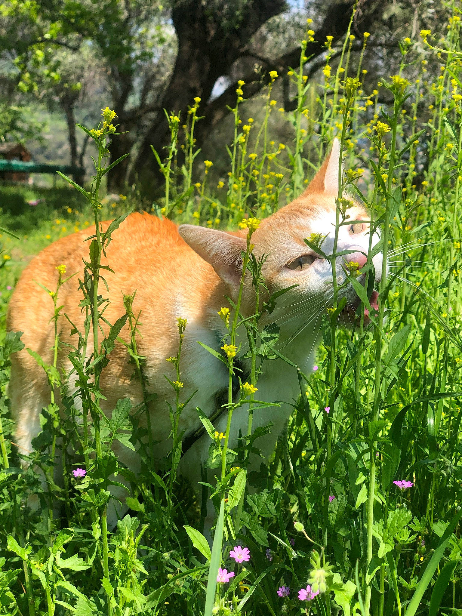 Rio a rejoint le concours — aidez-le/la à gagner de superbes lots ! carnivore, cat, fawn, felidae, flower, grass, grass_family, grassland, groundcover, meadow, natural_landscape, plant, plant_community, shrub, small_to_medium_sized_cats, tail, terrestrial_animal, tree, whiskers, wildlife