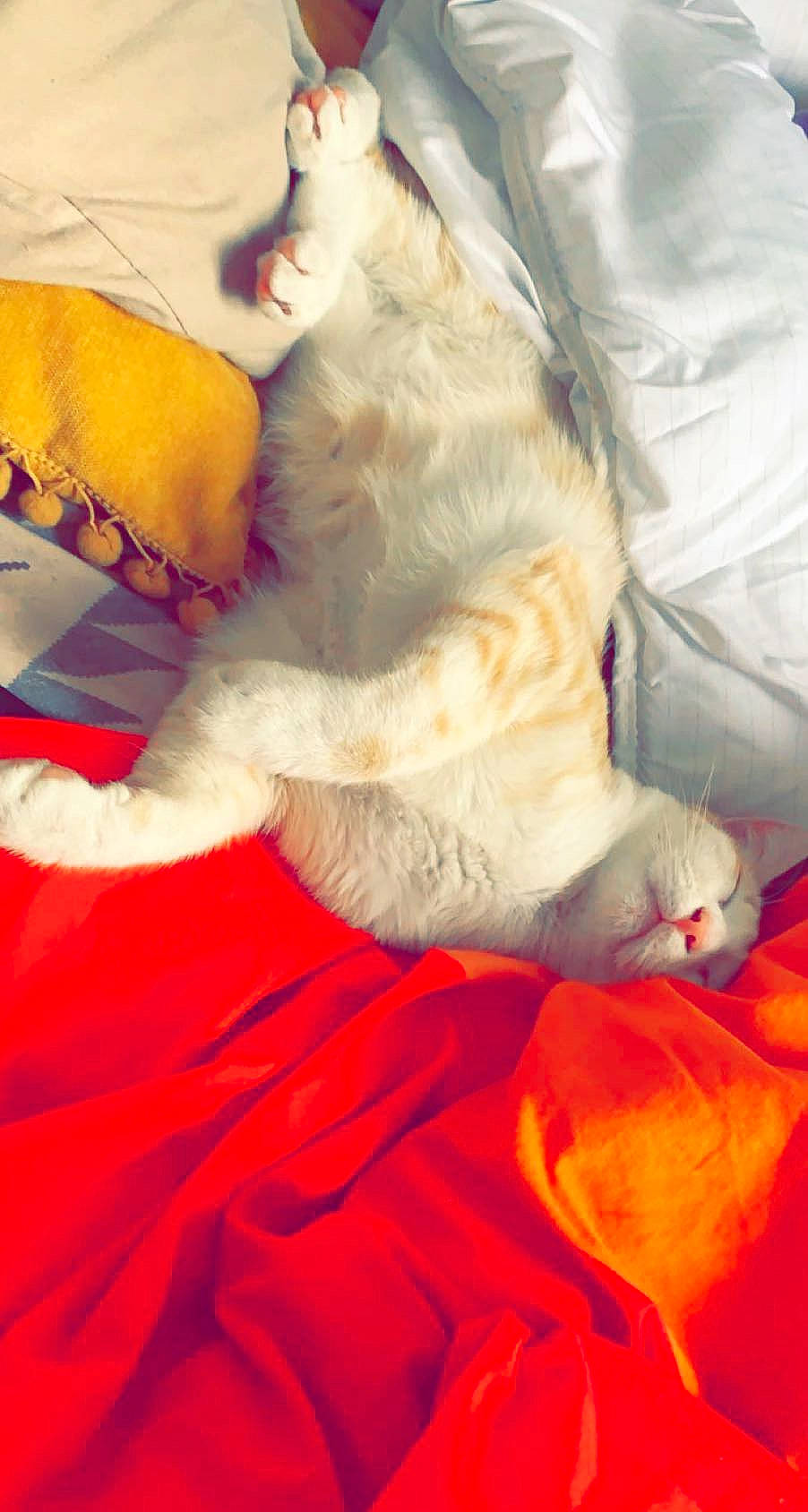 Rio a rejoint le concours — aidez-le/la à gagner de superbes lots ! bed, canidae, carnivore, cat, claw, comfort, companion_dog, dog_breed, fawn, felidae, fur, human_leg, linens, orange, paw, small_to_medium_sized_cats, snout, sporting_group, tail, whiskers