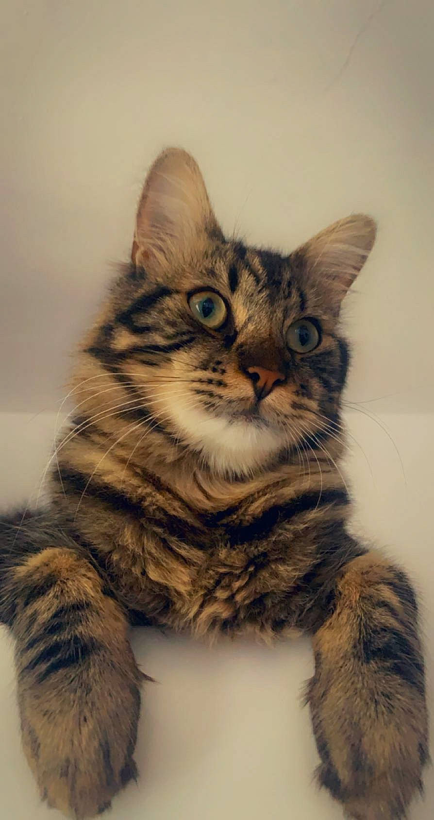 Hiro a rejoint le concours — aidez-le/la à gagner de superbes lots ! art, carnivore, cat, claw, domestic_short_haired_cat, felidae, fur, paw, sitting, small_to_medium_sized_cats, snout, tail, terrestrial_animal, whiskers, wildlife