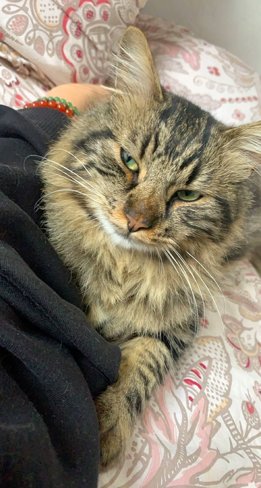 Hiro a rejoint le concours — aidez-le/la à gagner de superbes lots ! carnivore, cat, claw, comfort, domestic_short_haired_cat, eye, felidae, fur, maine_coon, paw, small_to_medium_sized_cats, snout, terrestrial_animal, whiskers