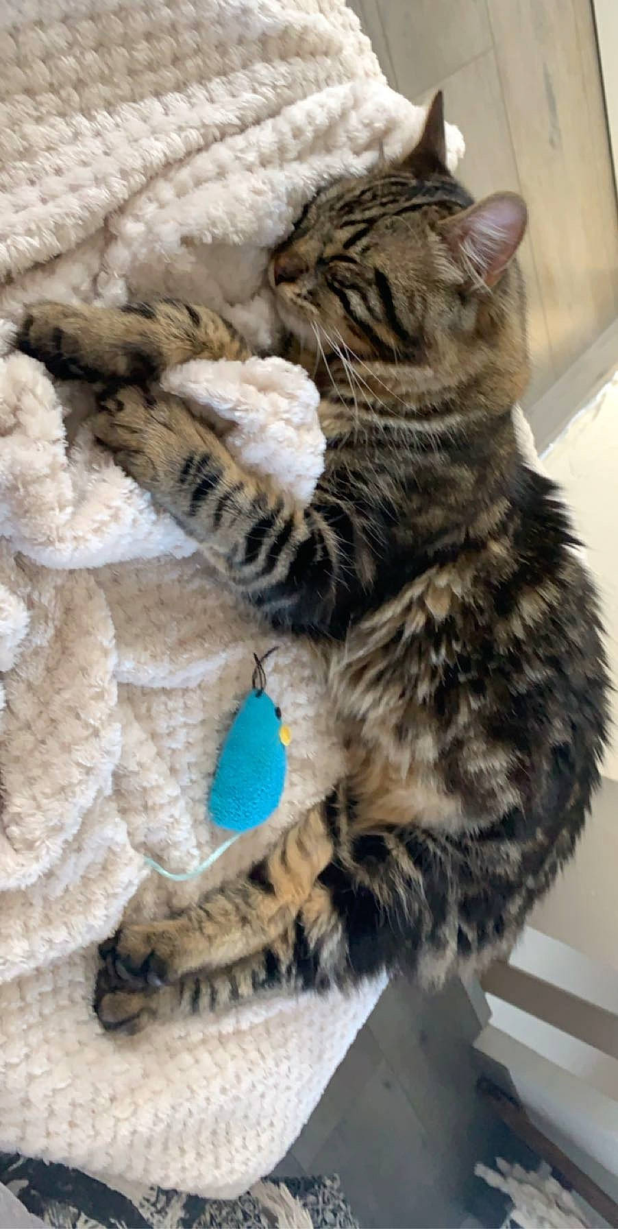 Hiro a rejoint le concours — aidez-le/la à gagner de superbes lots ! carnivore, cat, claw, domestic_short_haired_cat, felidae, fur, knitting, pattern, paw, small_to_medium_sized_cats, tail, terrestrial_animal, thread, whiskers, woolen