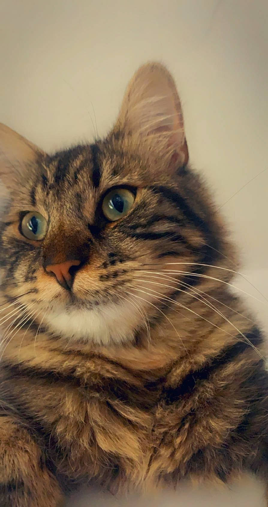 Hiro a rejoint le concours — aidez-le/la à gagner de superbes lots ! carnivore, cat, domestic_short_haired_cat, felidae, fur, paw, small_to_medium_sized_cats, snout, terrestrial_animal, whiskers, wildlife, window