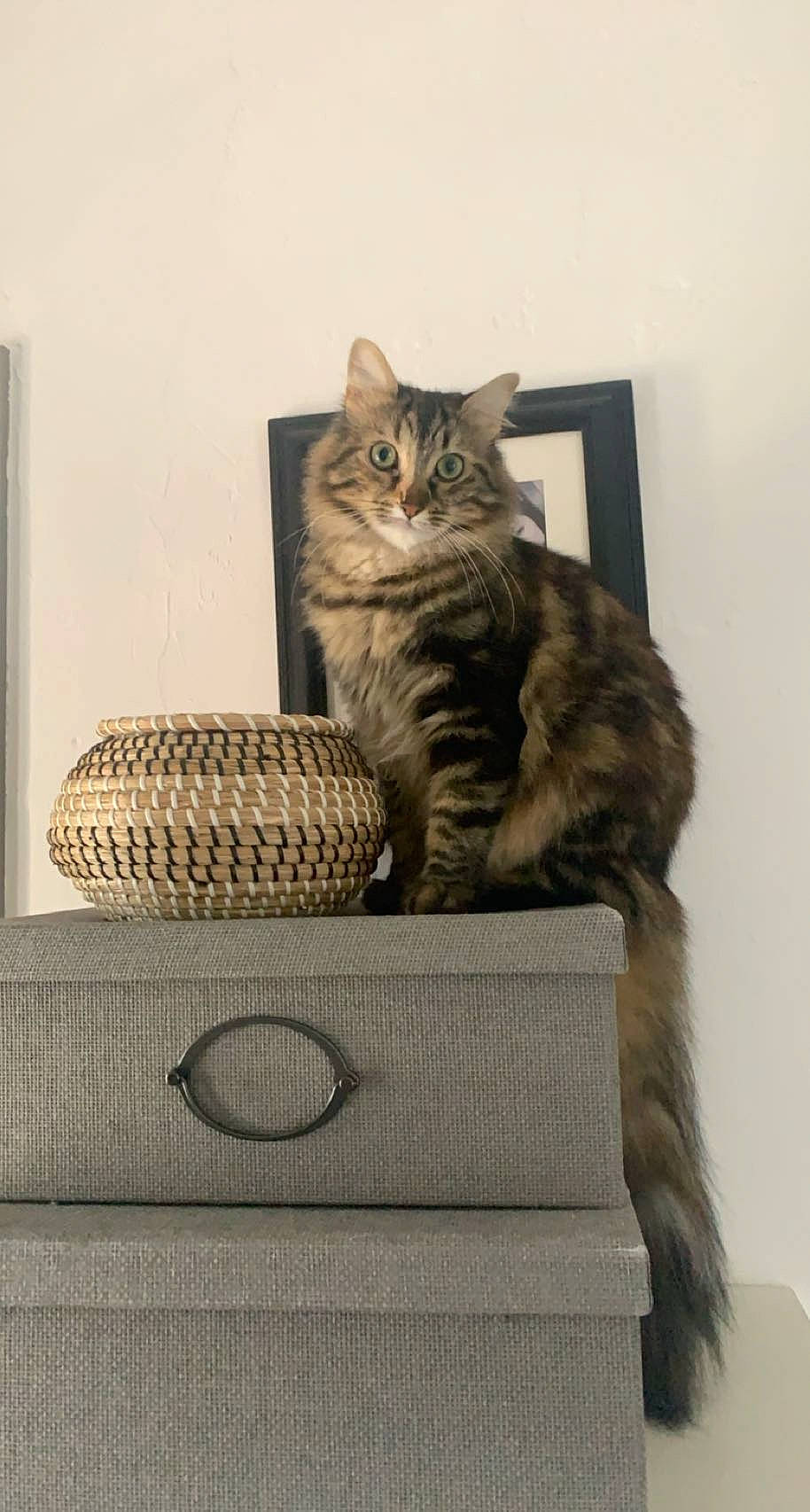 Nairobi participe au concours pour gagner de l'argent avec cette photo : automotive_tire, carnivore, cat, cat_supply, comfort, domestic_short_haired_cat, felidae, fur, grey, home_accessories, output_device, paw, rectangle, serveware, sitting, small_to_medium_sized_cats, tail, tire, whiskers, wood