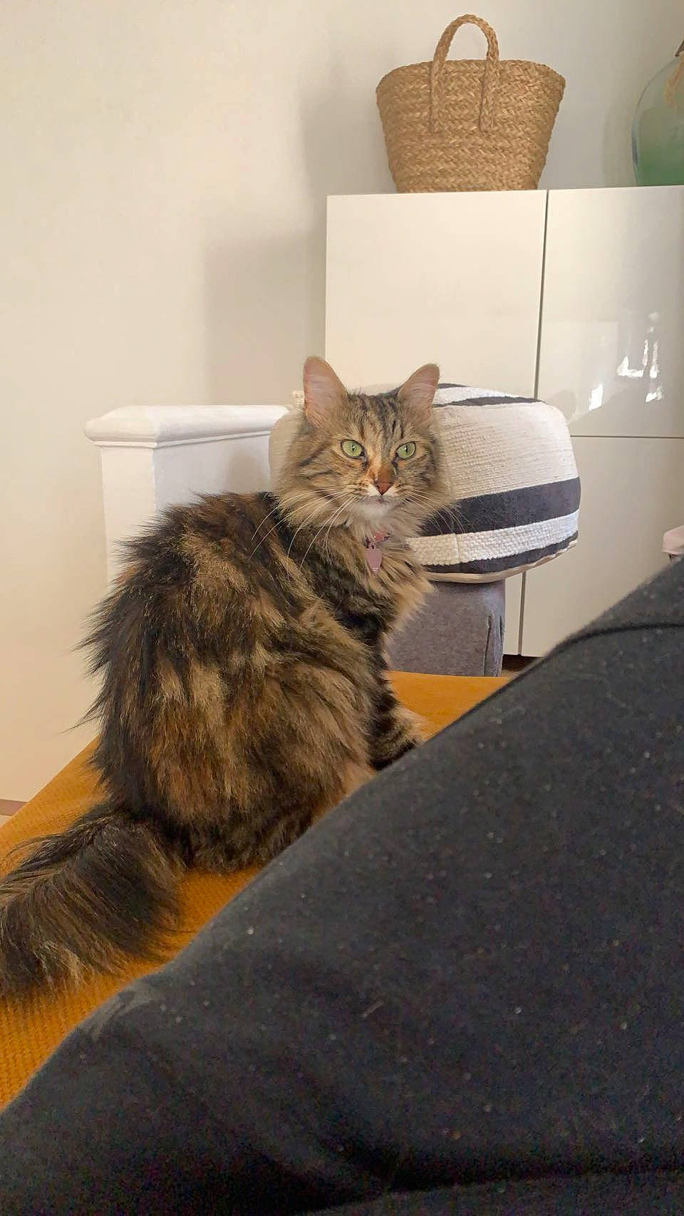 Nairobi a rejoint le concours — aidez-le/la à gagner de superbes lots ! box, cardboard, carnivore, cat, claw, comfort, domestic_short_haired_cat, drawer, felidae, flooring, fur, grey, hardwood, maine_coon, paw, room, small_to_medium_sized_cats, tail, whiskers, wood