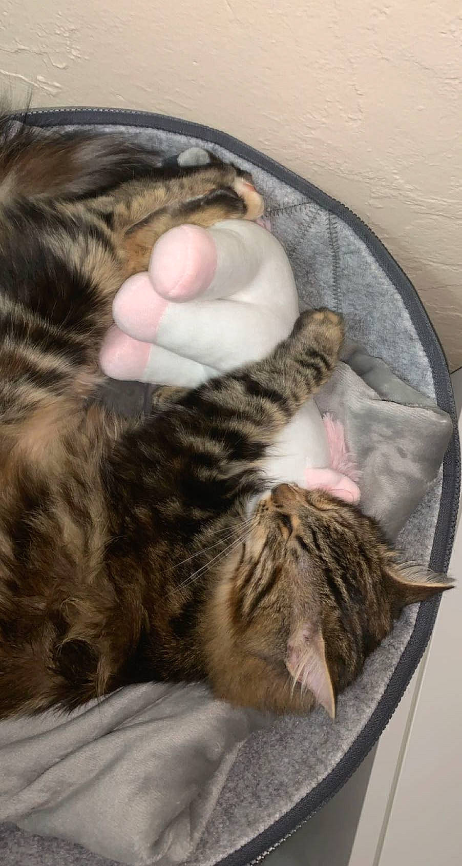 Nairobi a rejoint le concours — aidez-le/la à gagner de superbes lots ! carnivore, cat, claw, comfort, domestic_short_haired_cat, felidae, fur, nap, natural_material, paw, sleep, small_to_medium_sized_cats, snout, tail, terrestrial_animal, whiskers