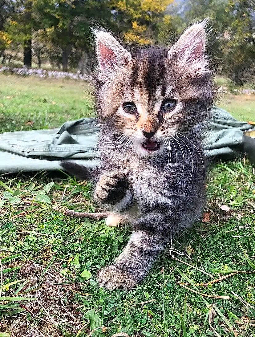 Nairobi participe au concours pour gagner de l'argent avec cette photo : carnivore, cat, claw, domestic_short_haired_cat, felidae, foot, fur, gesture, grass, paw, plant, sitting, small_to_medium_sized_cats, snout, tail, terrestrial_animal, tree, whiskers, wildlife