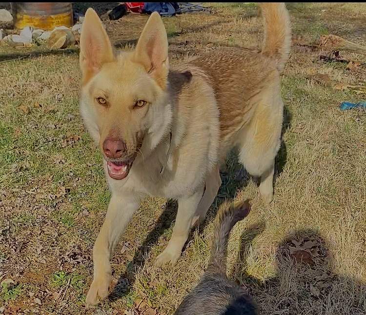 Dixie is registered to the contest to win money with this photo: ancient_dog_breeds, canidae, carnivore, collar, companion_dog, dog, dog_breed, fawn, german_shepherd_dog, grass, herding_dog, non_sporting_group, snout, soil, sporting_group, tail, terrestrial_animal, wildlife, working_animal, working_dog