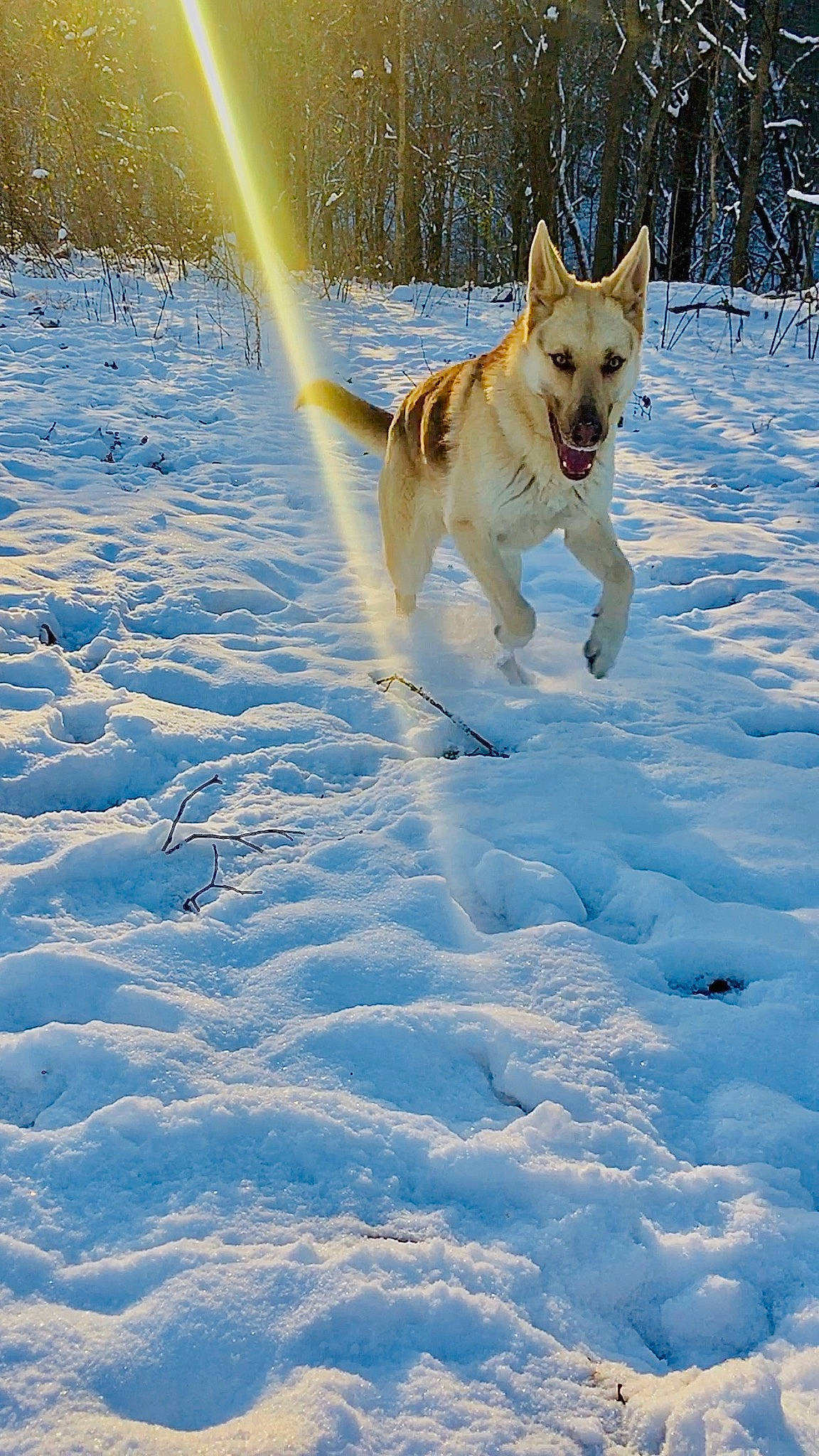 Dixie is registered to the contest to win money with this photo: arctic, canidae, carnivore, companion_dog, dog, dog_breed, dog_hiking, fawn, freezing, glacial_landform, ice_cap, people_in_nature, slope, snow, spitz, sporting_group, tail, water, winter, working_dog