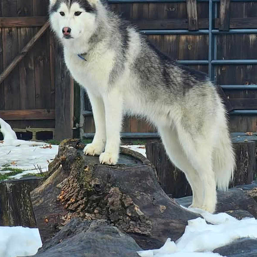 Spyke joined the competition — help win amazing prizes! animal, arcticfox, canine, cat, coyote, dog, eskimodog, fox, husky, pet, plant, redwolf, rock, tree, treestump, treetrunk, whitedog, winter, wolf, zoo