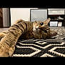 cat, tabby, pet, indoor, floor, rug, patterned_rug, animal, whiskers, ears, eyes, furniture, cabinet, relaxing, closeup, lying_down, curious, home, cozy, mammal