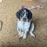 Delaney is registered to the contest to win money with this photo: puppy, dog, indoor, carpet, toy, rope_toy, wood_stove, floor, brown, black, white, cute, pet, animal, sitting, young_dog, playful, home, fur, eyes
