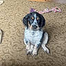 puppy, dog, indoor, carpet, toy, rope_toy, wood_stove, floor, brown, black, white, cute, pet, animal, sitting, young_dog, playful, home, fur, eyes
