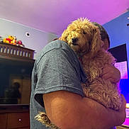 Poomba joined the competition — help win amazing prizes! dog, person, hugging, indoor, curly_hair, furniture, dresser, purple_ceiling, arm, pet, comfort, casual_clothing, cozy, calm, curly_fur, living_room, human, close_up, relaxed, warm_lighting