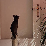 Ash a rejoint le concours — aidez-le/la à gagner de superbes lots ! animal, back_view, cat, door, ears, hallway, home, houseplant, indoor, interior, pet, playful, scratching_post, shadow, silhouette, standing, sunlight, tail, wall, warm_lighting