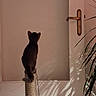 animal, back_view, cat, door, ears, hallway, home, houseplant, indoor, interior, pet, playful, scratching_post, shadow, silhouette, standing, sunlight, tail, wall, warm_lighting