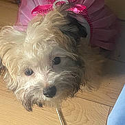 Piper Stinson is registered to the contest to win money with this photo: dog, small_dog, puppy, scruffy, long_hair, white_fur, brown_fur, black_eyes, black_nose, pink_tutu, polka_dot_bow, pet_costume, cute, portrait, indoors, hardwood_floor, looking_at_camera, adorable, animal, fashion