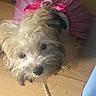 adorable, animal, black_eyes, black_nose, brown_fur, cute, dog, fashion, hardwood_floor, indoors, long_hair, looking_at_camera, pet_costume, pink_tutu, polka_dot_bow, portrait, puppy, scruffy, small_dog, white_fur