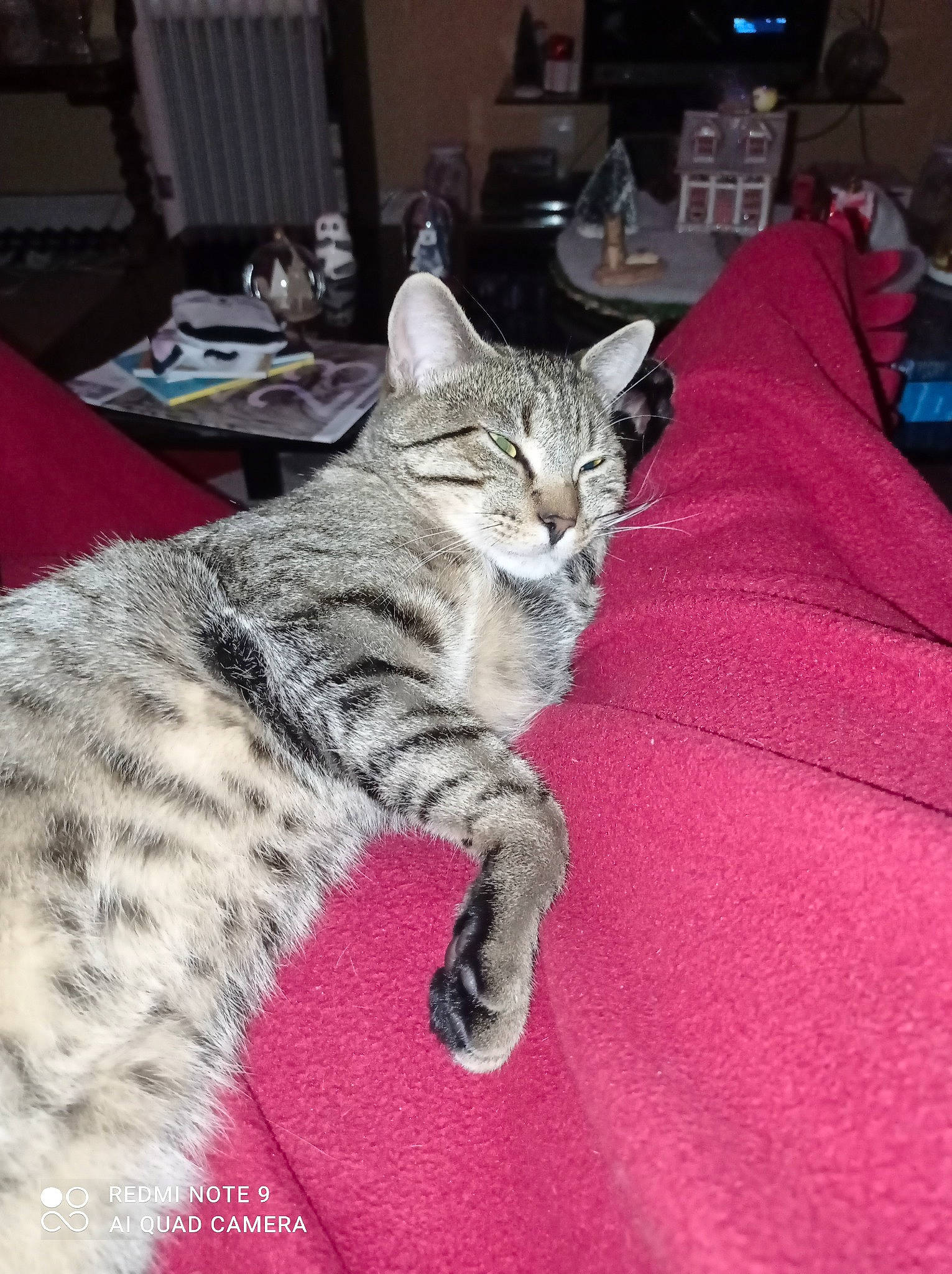 Caramel a rejoint le concours — aidez-le/la à gagner de superbes lots ! carnivore, cat, claw, comfort, domestic_short_haired_cat, felidae, fur, grey, linens, paw, small_to_medium_sized_cats, snout, tail, terrestrial_animal, whiskers