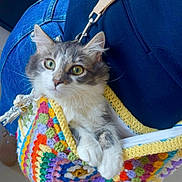 Aaron participe au concours pour gagner de l'argent avec cette photo : cat, crocheted_bag, colorful, gray_and_white_cat, jeans, blue_jeans, navy_top, pet, indoor, curious, animal, feline, shoulder_bag, cozy, cute, domestic_cat, fur, whiskers, paws, person