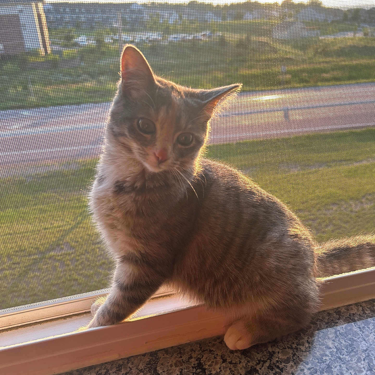 Rosie joined the competition — help win amazing prizes! abyssinian, animal, architecture, building, cat, grass, hardwood, house, housing, kitten, manx, pet, plant, plywood, porch, siamese, slate, window, windowsill, wood
