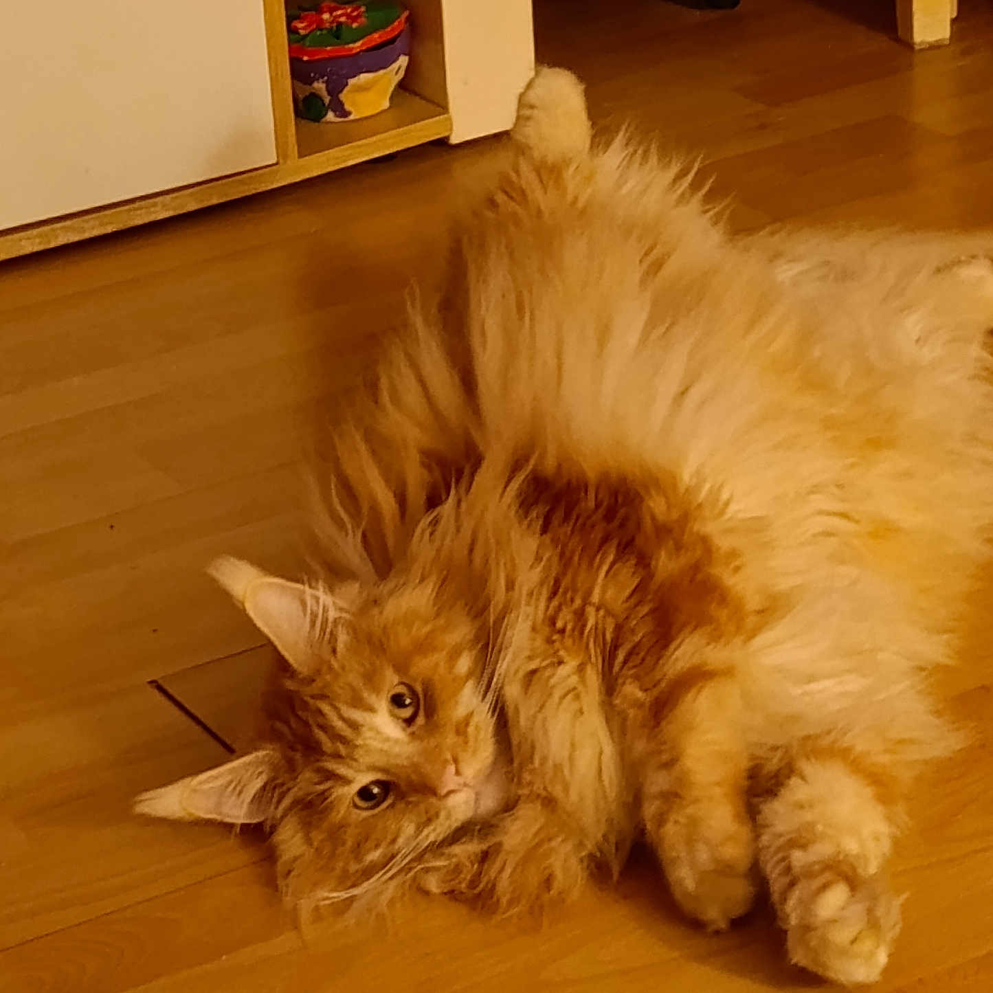 Ramsès participe au concours pour gagner de l'argent avec cette photo : animal, architecture, building, cat, couch, furniture, hardwood, indoors, interiordesign, kitten, livingroom, machine, manx, pet, plywood, room, shelf, stainedwood, wheel, wood