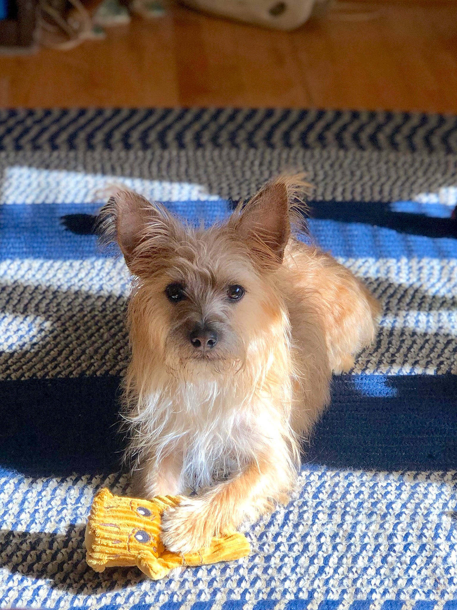 Batty joined the competition — help win amazing prizes! blue, canidae, carnivore, companion_dog, dog, dog_breed, dog_supply, fawn, fur, liver, maltepoo, pet_supply, small_terrier, snout, sporting_group, terrier, toy_dog, working_animal, yorkipoo, yorkshire_terrier