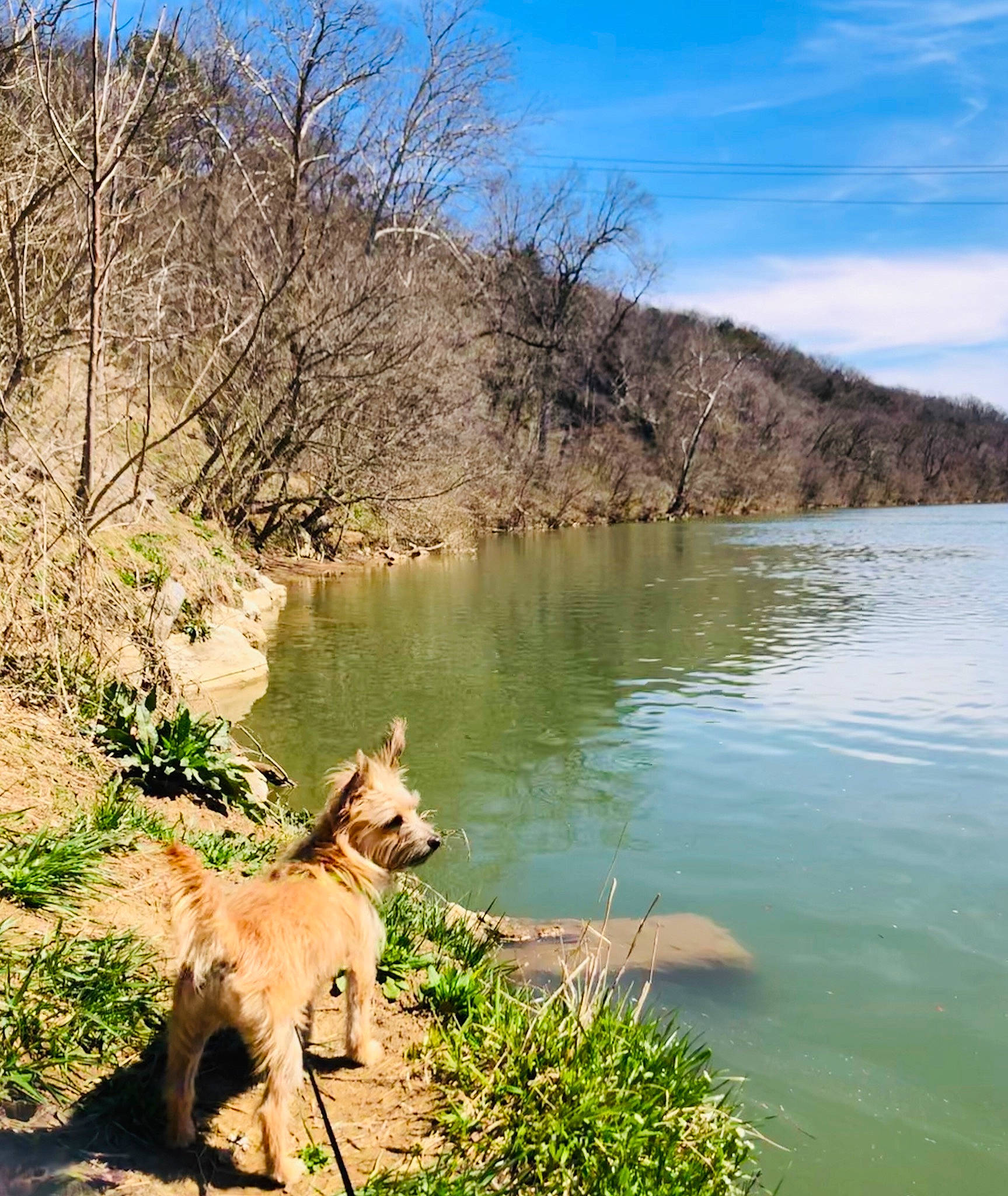 Batty joined the competition — help win amazing prizes! bank, body_of_water, carnivore, cloud, dog, dog_breed, fawn, grass, lacustrine_plain, lake, landscape, morning, natural_landscape, plant, riparian_zone, rural_area, sky, tree, water, watercourse