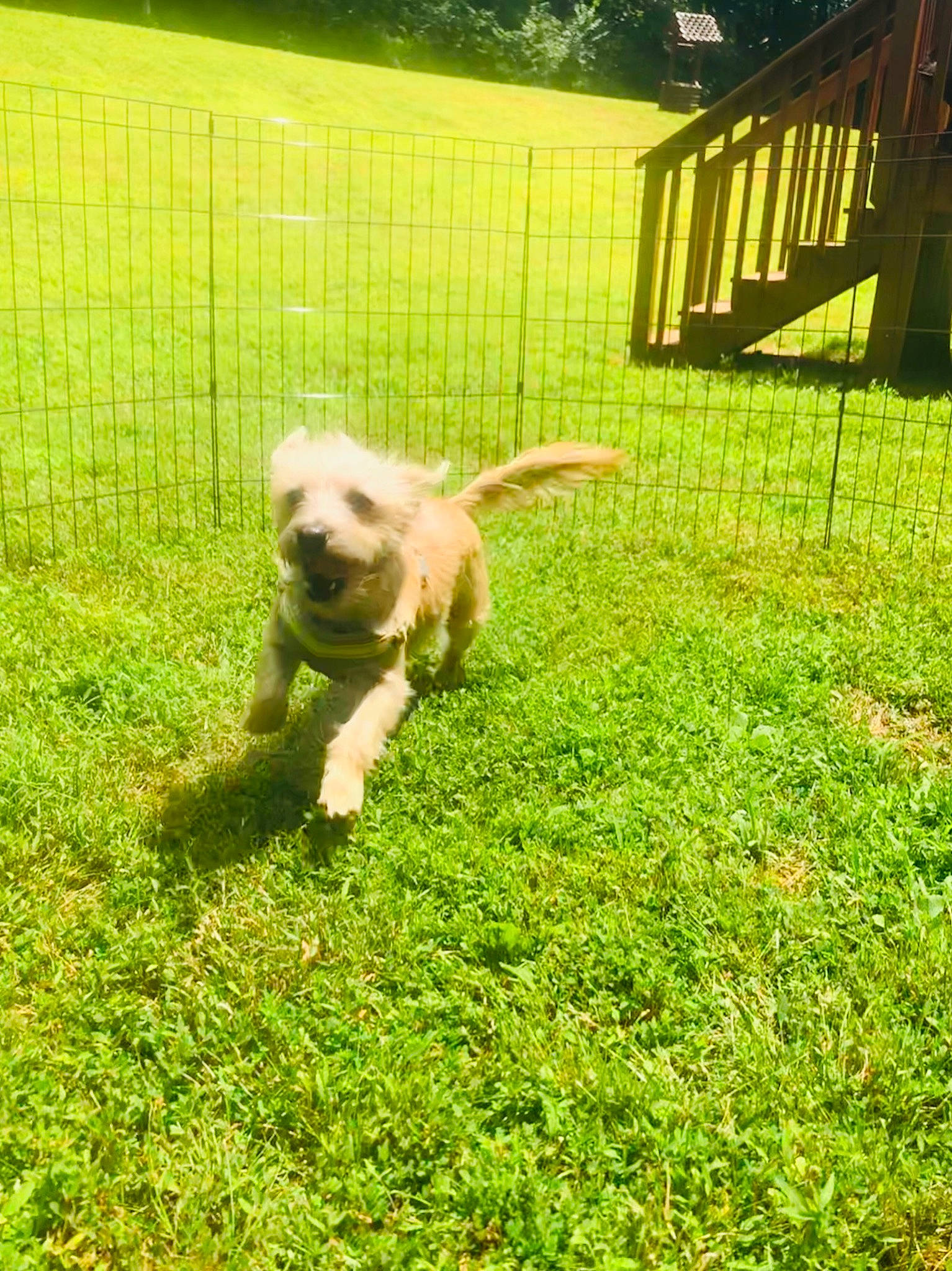 Batty is registered to the contest to win money with this photo: carnivore, companion_dog, dog, dog_breed, fawn, fence, garden, garden_hose, grass, grass_family, grassland, groundcover, lawn, plant, shrub, sporting_group, tail, terrier, toy_dog, tree