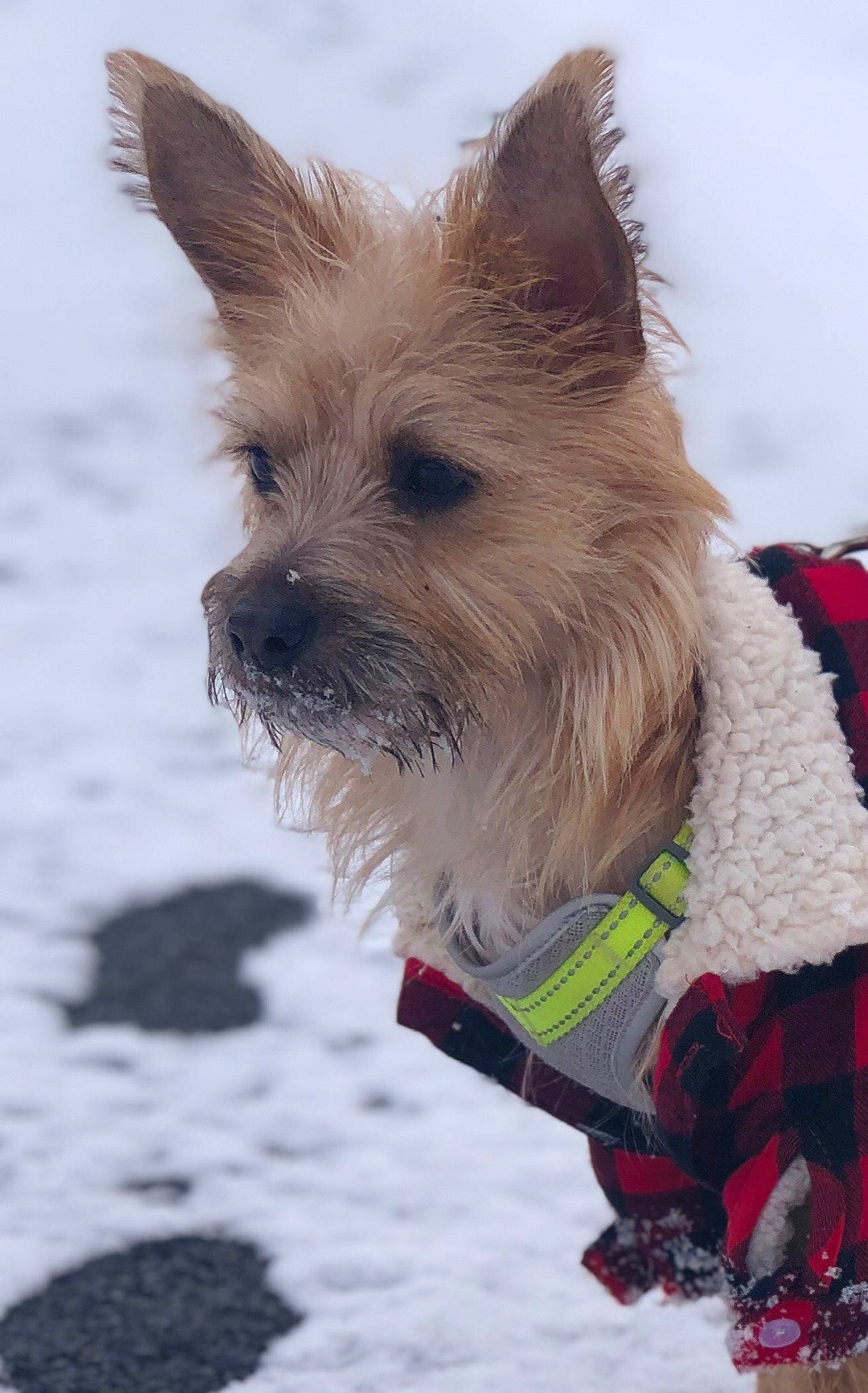 Batty joined the competition — help win amazing prizes! canidae, carnivore, collar, companion_dog, dog, dog_breed, dog_collar, dog_supply, event, fawn, fur, liver, pet_supply, small_terrier, snout, snow, sporting_group, winter, working_animal, yorkshire_terrier