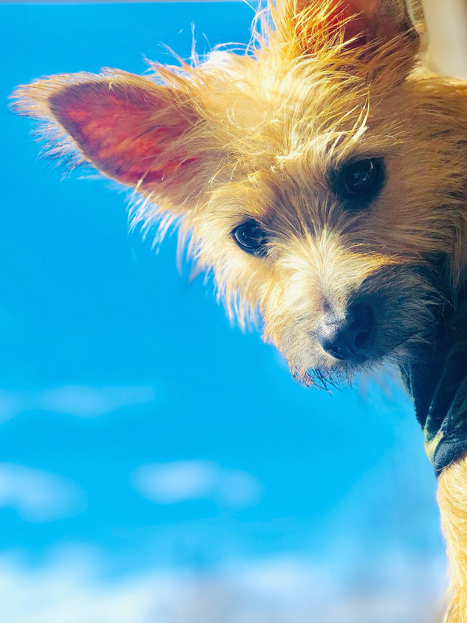 Batty is registered to the contest to win money with this photo: australian_terrier, biewer_terrier, canidae, carnivore, companion_dog, dog, dog_breed, dog_clothes, dog_supply, electric_blue, fawn, fur, pet_supply, small_terrier, snout, sporting_group, terrier, toy_dog, water_dog, working_animal