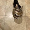 Wrath is registered to the contest to win money with this photo: animal, cat, eyes, floor, fluffy, funny, home, human_foot, indoor, long_hair, looking_up, pet, portrait, shadow, sitting, slipper, tabby_cat, tail, tile, whiskers