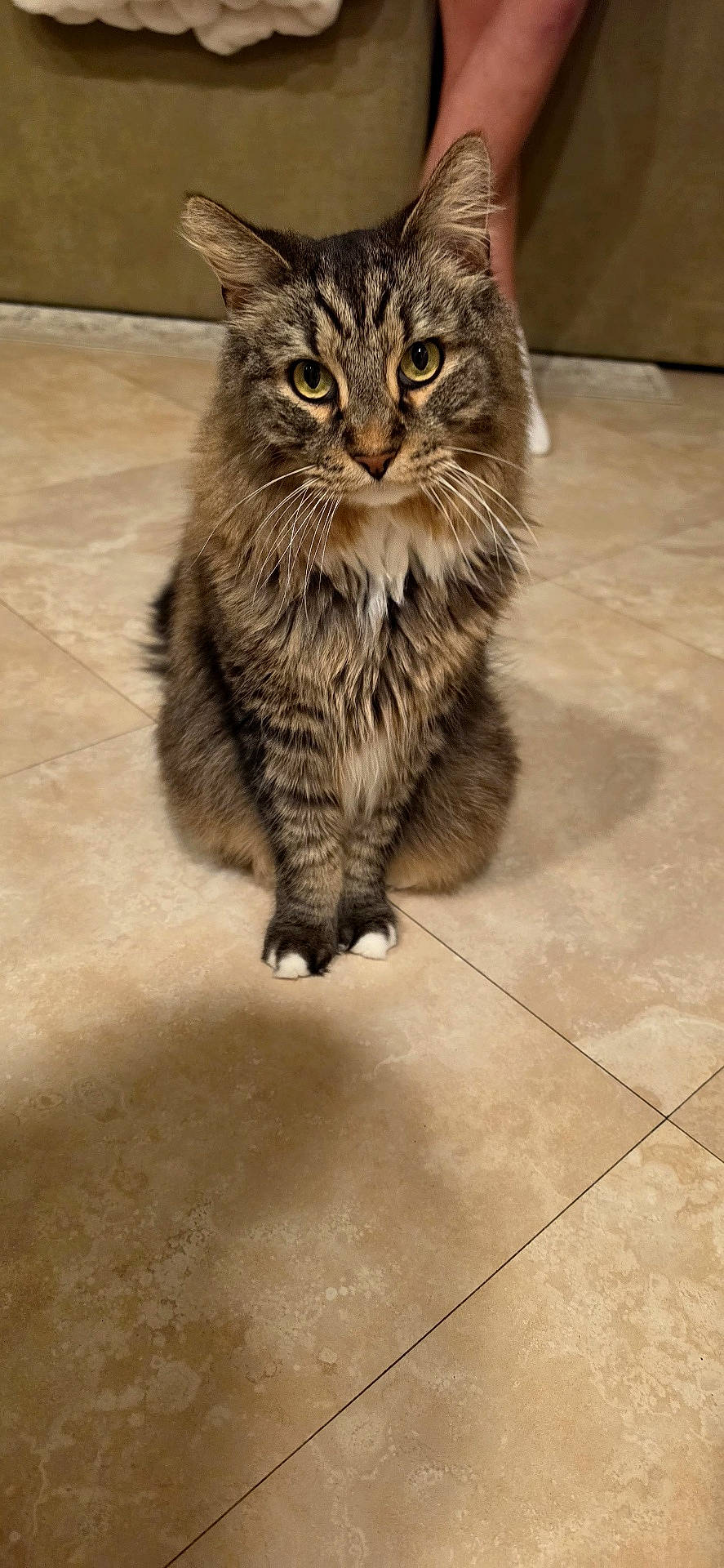 Wrath joined the competition — help win amazing prizes! animal, cat, fluffy, front_view, furniture, home, human_hand, indoors, long_hair, pet, photography, portrait, serious_expression, sitting, striped_fur, tabby_cat, tile_floor, upright, whiskers, yellow_eyes
