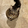 animal, black, brown, cat, ears, feline, fluffy, indoor, long_hair, looking_up, overhead_view, pet, portrait, shadow, standing, tabby_cat, tail, tile_floor, whiskers, yellow_eyes