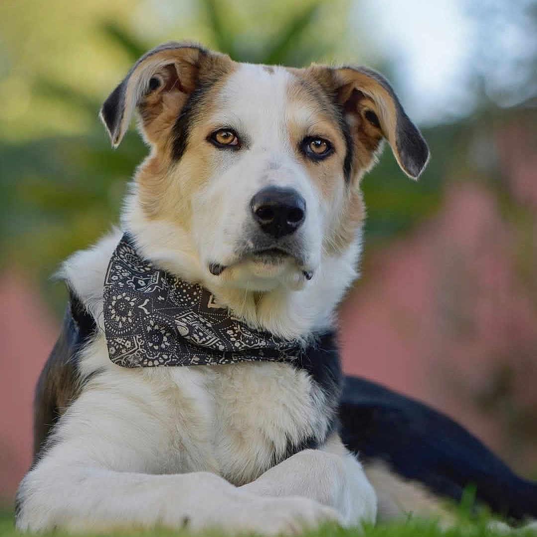Vasco participe au concours pour gagner de l'argent avec cette photo : animal, bandana, black_fur, blurred_background, brown_eyes, calm, canine, close_up, dog, ears, focused, fur, grass, laying_down, nature, nose, outdoor, pet, portrait, white_fur