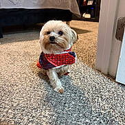 Mocha joined the competition — help win amazing prizes! animal, bed, bedroom, carpet, companion, cozy, curious, cute, decor, dog, domestic, floor, furniture, home, indoor, pet, scarf, small_dog, warm_lighting, wooden_cabinet