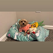 Mocha joined the competition — help win amazing prizes! animal, blanket, carpet, companion, corner, cozy, cute, dog, domestic_animal, furry, indoor, looking_at_camera, pet, pink_sweater, playful, plush_toys, small_dog, soft_toy, stuffed_animal, wall