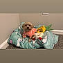 animal, blanket, carpet, companion, corner, cozy, cute, dog, domestic_animal, furry, indoor, looking_at_camera, pet, pink_sweater, playful, plush_toys, small_dog, soft_toy, stuffed_animal, wall