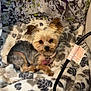 Mocha joined the competition — help win amazing prizes! animal, black, blanket, brown, collar, comfort, cozy, cute, dog, fabric, face, fluffy, fur, indoor, patterned_blanket, pet, relaxing, resting, small_dog, white