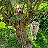 dog, golden_retriever, tree, grass, outdoor, sunlight, nature, greenery, pet, animal, canine, playful, happy, summer, daytime, branch, trunk, leaves, park, field