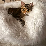 Kittycat joined the competition — help win amazing prizes! animal, cat, closeup, comfort, cozy, cute, domestic, feline, fluffy_blanket, fur, indoor, nest, pet, relaxation, resting, sleepy, soft_texture, tabby, warm, whiskers