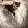 Kittycat