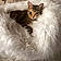 Kittycat