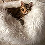 animal, cat, closeup, comfort, cozy, cute, domestic, feline, fluffy_blanket, fur, indoor, nest, pet, relaxation, resting, sleepy, soft_texture, tabby, warm, whiskers