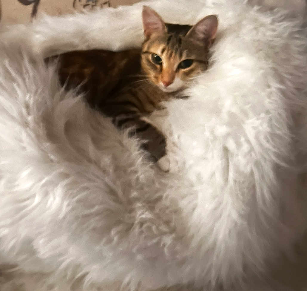 Kittycat