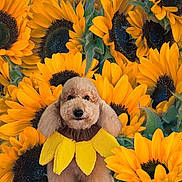 Dougal joined the competition — help win amazing prizes! adorable, animal, bright_colors, brown_fur, cheerful, closeup, cute, dog, flower_costume, fluffy_dog, green_leaves, nature_background, outdoor, pet_accessory, pet_portrait, plant, summer, sunflower, vibrant, yellow_petals